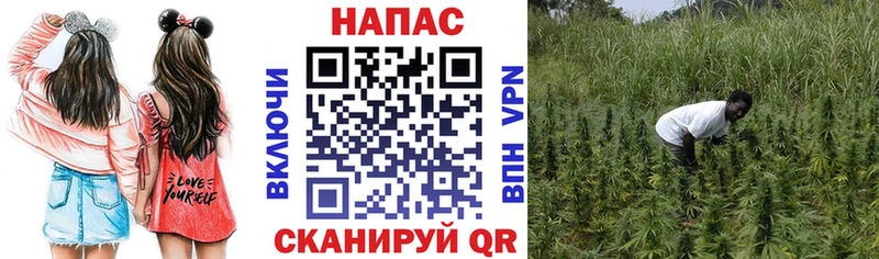 как найти   Кемерово  кракен как зайти  Каннабис гибрид 